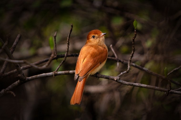 131 Zuid Pantanal, rosse casiornis.jpg